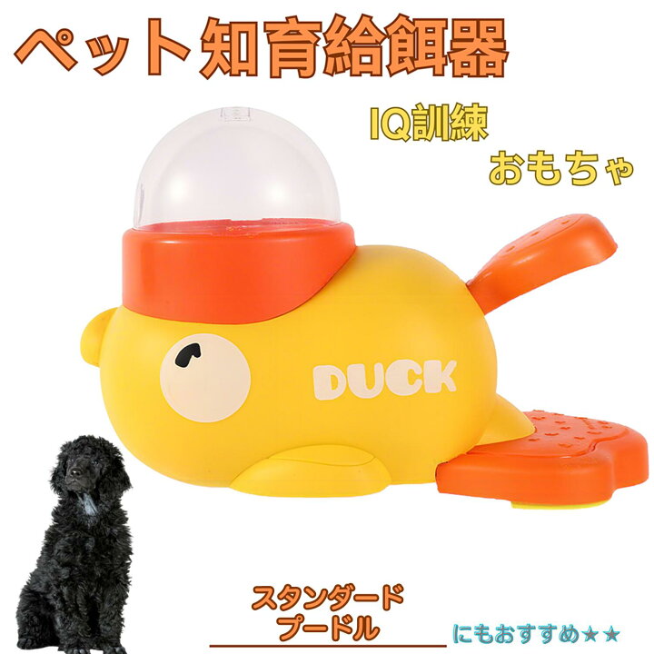 楽天市場】【5倍ポイント】 スタンダードプードル犬 スタンダードプー 