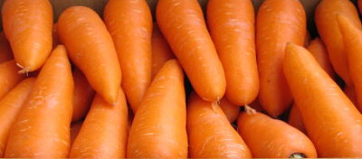 楽天市場 野菜 フルーツキャロット フルーツキャロット 1箱10kｇ 福馬果樹園ｓｈｏｐ