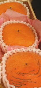 �F�{�v��Y�V���f�������H�@���I�ؔ�3����i��ʁj10�������n�n�܂�܂�