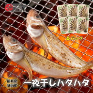 【産地直送】【冷凍】福丸　一夜干しはたはた　6パック入り　一夜干し　はたはた　　越前産　福井県　海…