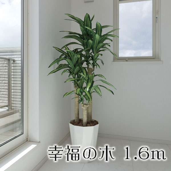 光の楽園 光触媒加工 人工観葉植物 幸福の木1.8m 401E400-37