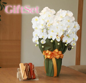 y   z Ղ炷 s ؐ {[y & P[XZbg t GKgӒ 452a80-mokupenset MtgZbg | Mtg Zbg   {[y y Zbg uh 킢