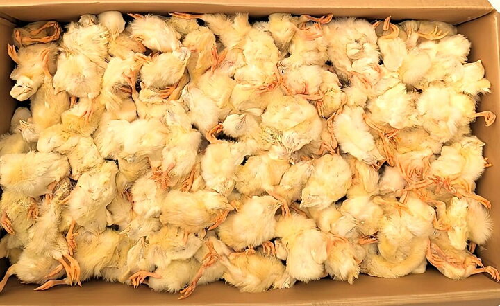 楽天市場】冷凍ヒヨコ12kg 約300羽分 フクロウ 鷹 ハヤブサ 