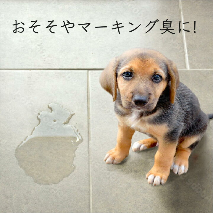 楽天市場 ペット 消臭剤ランキング 第1位 犬 おしっこ 消臭 猫 インコ ペット用 プレミアム 消臭スプレー Peletty ペレッティー 500ml スプレー ゲージ 除菌 ハムスター フェレット ハリネズミ モモンガ うんち 除菌 無香料 無刺激 Lifestyle Cleaner メーカー直販店 楽天市場 ペット 消臭剤ランキング 第1位 犬 おしっこ 消臭 猫 インコ ペット用 プレミアム 消臭スプレー Peletty ペレッティー 500ml スプレー ゲージ 除菌 ハムスター フェレット ハリネズミ モモンガ うんち 除菌 無香料 無刺激 Lifestyle Cleaner メーカー直販店