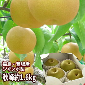 秋峰 梨 なし 約1.6kg（3～4玉入）【発送時期：12月上旬頃〜3月下旬頃まで予定】 福島 かやば 萱場 大玉 フルーツ 果物 ギフト プレゼント 贈答 送料無料 御祝 内祝 手土産 お取り寄せ グルメ 御歳暮 お歳暮 年末 年始