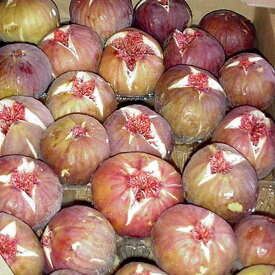 ●朝取りいちじく【蓬莱柿】「露地物・ハウス物混合」無選別バラ詰たっぷり2.0kg●深いコクと高糖度16〜20度（蓬莱柿）※【発送まで1週間程度お待ち頂く場合があります。】