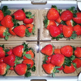 【秀品大玉・完熟高糖度晴れ苺4パックセット1.0～1.2kg(7〜12玉入り/パック)安全安心の化学農薬不使用栽培【送料無料】※北海道 沖縄地域は990円、東北地域は330円加算となります。