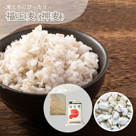 押麦 【業務用】1kgあたり約300円 国産大麦 選べる 5kg 20kg 押し麦 麦ごはん 麦ご飯 おしむぎ 麦とろ 大…