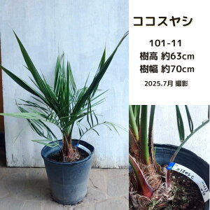 �R�R�X���V0.6-1m(���i����) (�썑�n) (�V���{���c���[) (���) (�A��) (���V) (�G�L�]�`�b�N) (��Ύ�)