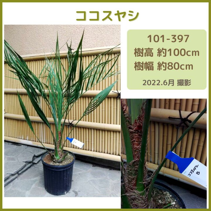 楽天市場 ココスヤシ1m 現品発送 南国系 シンボルツリー 庭木 植木 ヤシ エキゾチック 常緑樹 Fukuzou緑花園