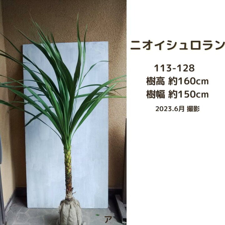 楽天市場】ニオイシュロラン(ドラセナ)1.4～1.6m(現品発送) (南国系 