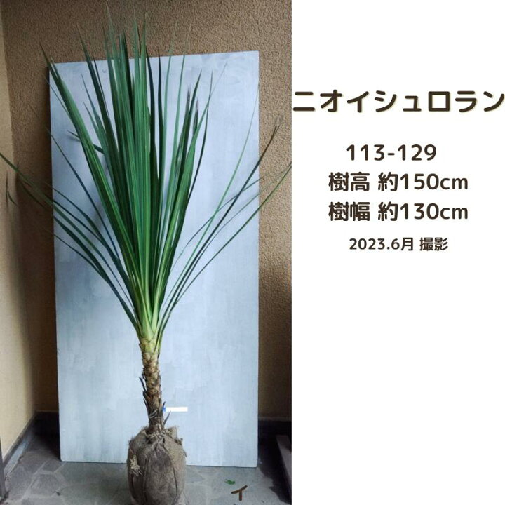 楽天市場】ニオイシュロラン(ドラセナ)1.4～1.6m(現品発送) (南国系 
