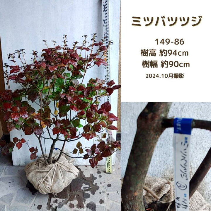 楽天市場】ミツバツツジ 1m しっかりとした株立ち 【送料無料】(現品 