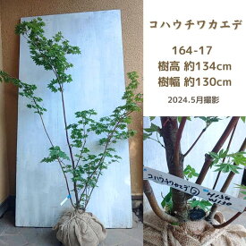 コハウチワカエデ 1.3m【送料無料】(現品発送) (シンボルツリー) (庭木) (植木) (落葉樹)
