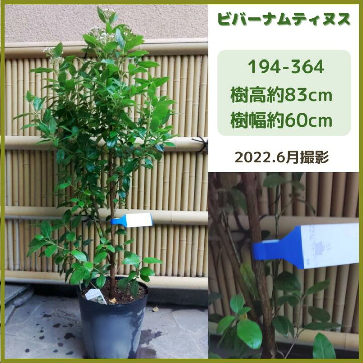 楽天市場 ビバーナムティヌス0 7 1m 送料無料 現品発送 常盤ガマズミ シンボルツリー 庭木 植木 常緑低木 白花 花木 生垣 Fukuzou緑花園 楽天市場 ビバーナムティヌス0 7 1m 送料無料 現品発送 常盤ガマズミ シンボルツリー 庭木 植木 常緑低木 白花 花木 生垣 Fukuzou緑花園