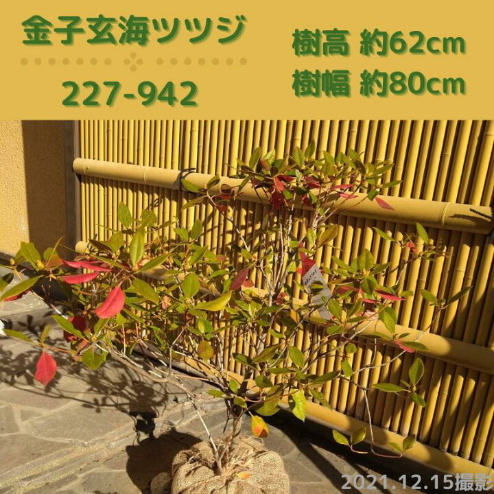 楽天市場 金子玄海ツツジ 現品発送 シンボルツリー カネコゲンカイツツジ 庭木 植木 落葉樹 Fukuzou緑花園