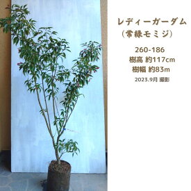 常緑モミジ　レディーガーダム1.2-1.5m【送料無料】(紅葉) (現品発送) (シンボルツリー) (庭木) (植木) (常緑樹)