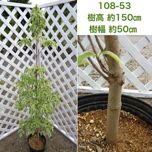 ウルフアイ ヤマボウシ 盆栽 植木の人気商品 通販 価格比較 価格 Com ウルフアイ ヤマボウシ 盆栽 植木の人気商品 通販 価格比較 価格 Com