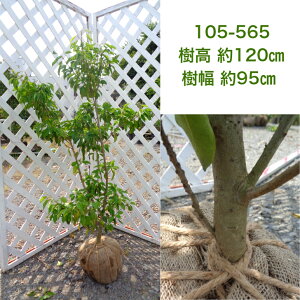 シンボルツリー ソヨゴ 盆栽 植木の人気商品 通販 価格比較 価格 Com