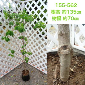 楽天市場 ヤマボウシ 落葉樹の通販