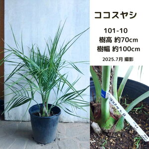 RRXV0.6-1m(i) (썑n) (V{c[) () (A) (V) (GL]`bN) (Ύ)