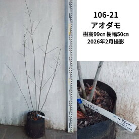 アオダモ1m (現品発送) (シンボルツリー) (庭木) (植木) (落葉樹)