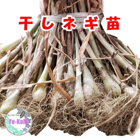 干しネギ苗【九条太ネギ】ネギ　太ネギ　九条ネギ　九条太ネギ　秋野菜　家庭菜園 プランター栽培 自家製野菜 野菜苗 【福樹園】【ゆーかりファーム】