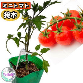 接木苗【ミニトマト各種】CF千果　ぷちプヨ2　ピンキー　きらーず　アイコ　千果99　オレンジ千果　サマー千果　千恋　接ぎ木苗　9cmポット　夏野菜　タキイ種苗　家庭菜園　プランター栽培　自家製野菜　完熟トマト　野菜苗 【福樹園】【ゆーかりファーム】