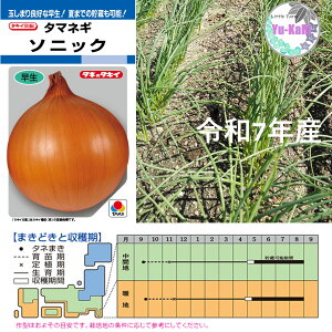 玉ねぎ苗各種 10本から 混載可能OK 10/27〜順次発送 極早生 スパート 早生 ソニック 中生 アトン 中晩生 ネオアース 晩生 ケルたま 赤玉サラダ 抜き苗 たまねぎ 野菜苗 コンテナ菜園