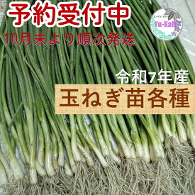玉ねぎ苗各種　10本から　混載可能OK　10/27～順次発送 極早生 スパート 早生 ソニック 中生 アトン 中晩生 ネオアース 晩生 ケルたま 赤玉サラダ 抜き苗　たまねぎ　野菜苗　コンテナ菜園　家庭菜園　ベランダ菜園　露地栽培　地植え　少量からOK 簡単栽培