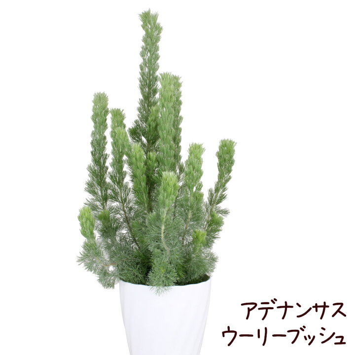 楽天市場 ウーリーブッシュ 6号 観葉植物 6寸 大きい 大型 おしゃれ 新生活 新築祝い オーストラリア植物 オージープランツ ネイティブプランツ もふもふ ふわふわ 細葉 屋外 植栽 丈夫 育てやすい アデナンソス 常緑低木 送料無料 北海道 沖縄 離島除く