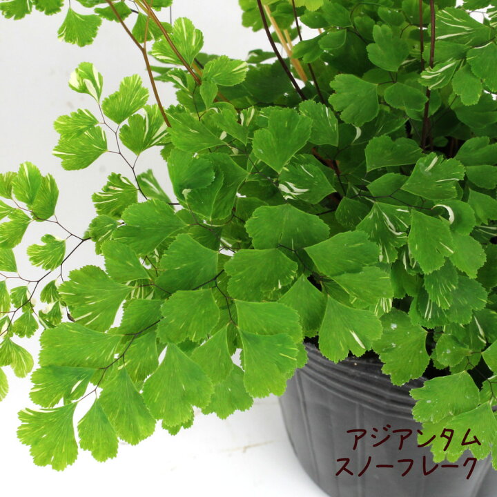 楽天市場 アジアンタム スノーフレーク 3号 ポット苗 観葉植物 3寸 おしゃれ 新生活 インテリア ギフト プレゼント 室内 かわいい シダ シダ植物 夏 納涼 カラーリーフ テーブル 棚置き 卓上 デスク 希少 レア品種 珍しい 斑入り 白 送料無料 北海道 沖縄 離島除く