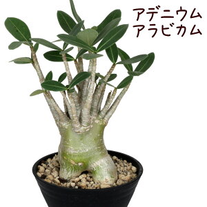 観葉植物 塊根植物の人気商品 通販 価格比較 価格 Com