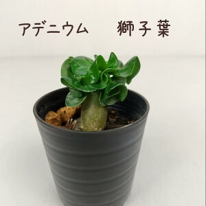 AfjEEqt 2 yϗtA A CeA O[ 2  Mtg v[g 킢 R[fbNX 򍪐A ArN MѐA x_ K[fjO Oz