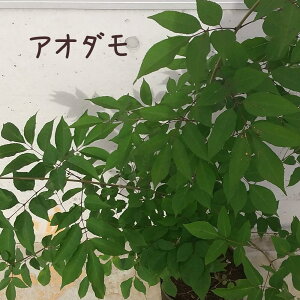 AI_iRomglRjy  t A a gt V{c[ K[fjO A   zikCEEj