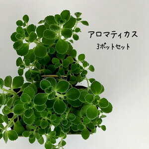 A}eBJX 3 3|bgZbgyn[u   CeA 3  v[g Mtg 蕨 V  e[u fXN Lb` _CjO 䏊 ϗtA A c 