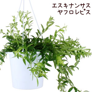 多肉植物 吊り下げ 農業資材 ガーデニング用品の人気商品 通販 価格比較 価格 Com