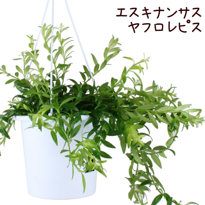 楽天市場 エスキナンサス ヤフロレピス 5号 吊り 多肉植物 観葉植物 5寸 おしゃれ 新生活 インテリア ギフト プレゼント 室内 かわいい ハンギング 珍しい 伸びる 花 吊り下げ 鉢植え つる性植物 ツル植物 常緑 吊るす ミニ 送料無料 北海道 沖縄 離島除く