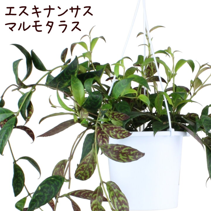 楽天市場 エスキナンサス マルモタラス 5号 吊り 多肉植物 観葉植物 5寸 おしゃれ 新生活 インテリア ギフト プレゼント 室内 かわいい ハンギング 珍しい 伸びる 花 吊り下げ 鉢植え つる性植物 ツル植物 常緑 吊るす 送料無料 北海道 沖縄 離島除く プランツ 楽天市場 エスキナンサス マルモタラス 5号 吊り 多肉植物 観葉植物 5寸 おしゃれ 新生活 インテリア ギフト プレゼント 室内 かわいい ハンギング 珍しい 伸びる 花 吊り下げ 鉢植え つる性植物 ツル植物 常緑 吊るす 送料無料 北海道 沖縄 離島除く プランツ
