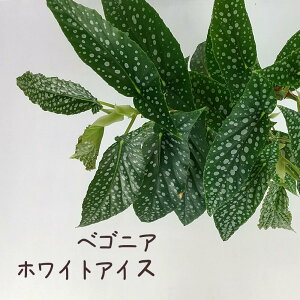 ベゴニア・ホワイトアイス 4号【観葉植物 インテリア グリーン おしゃれ 希少 珍しい ドット 派手 水玉模様 通販 販売 木立 花 ギフト プレゼント 卓上 かわいい 4寸】