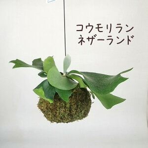 REElU[h ۋ yrJNV_ ϗtA V_A CeA  ݂艺 ݂ʎd nMO  킢 ݂邷 ~jzikCEE