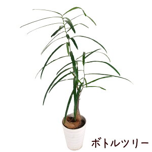 {gc[ 4yϗtA uLLg rO CeA O[ I[XgAA I[W[vc lCeBuvc 킢  A Vzj Mtg v[g 