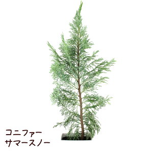ミニ 観葉植物 苗の人気商品 通販 価格比較 価格 Com