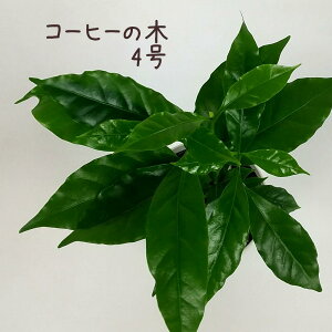 R[q[̖ 4yϗtA 5  V CeA O[ Vzj JƏj Mtg v[g ړ]j R[q[mL z