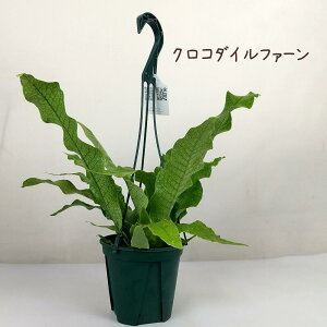 NR_Ct@[݂蔫 5yϗtA 5  V CeA O[ Mtg  킢 V_A V_ A ωA j  ~N\EEVtHE jO 