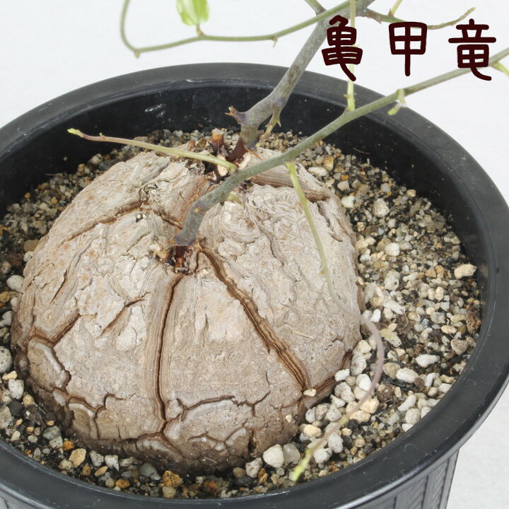 楽天市場】亀甲竜 5号【ディオスコレア・エレファンティペス 観葉植物  