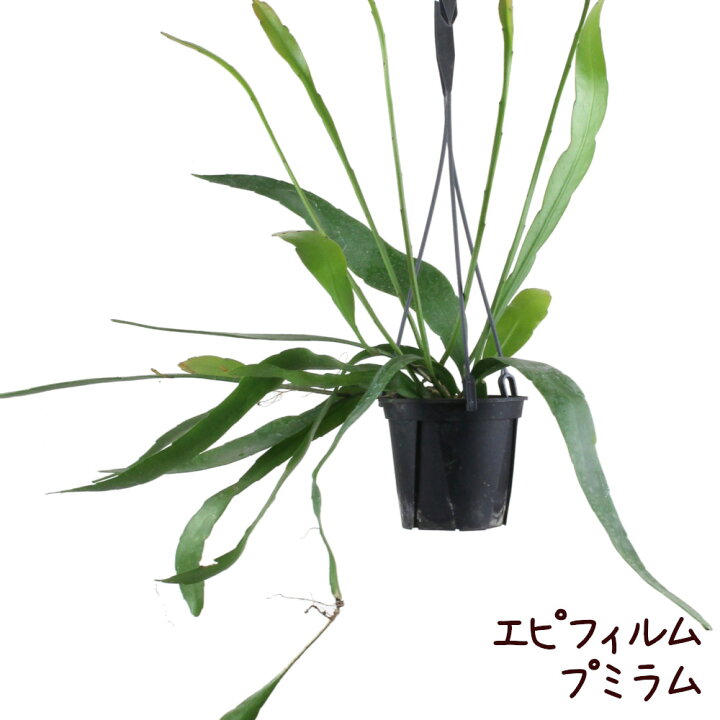 楽天市場 エピフィルム プミラム 4号 吊り 観葉植物 4寸 おしゃれ 新生活 インテリア ギフト プレゼント 室内 ハンギング 吊り下げ 鉢植え 常緑 吊り鉢 多肉植物 伸びる 吊るす 姫月下美人 花 送料無料 北海道 沖縄 離島除く プランツ フルル