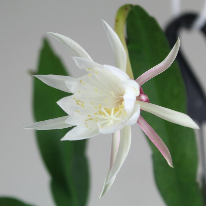 楽天市場 エピフィルム プミラム 4号 吊り 観葉植物 4寸 おしゃれ 新生活 インテリア ギフト プレゼント 室内 ハンギング 吊り下げ 鉢植え 常緑 吊り鉢 多肉植物 伸びる 吊るす 姫月下美人 花 送料無料 北海道 沖縄 離島除く プランツ フルル