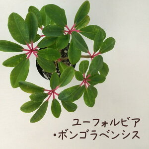 [tHrAE{SxVX 3.5y ϗtA 킢  fXN  CeA O[ rU[vc I  e[u K[fjO Ai  z