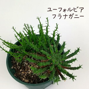ユーフォルビア・フラナガニー 4号【孔雀丸 観葉植物 かわいい 卓上 デスク おしゃれ インテリア グリーン ビザールプランツ 棚上 卓上 テーブル ガーデニング レア品種 希少 珍しい】送料